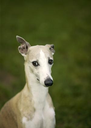 愛猫の健康を守る！ロイヤルカナンの療法食で選ぶ最適な食事ガイド